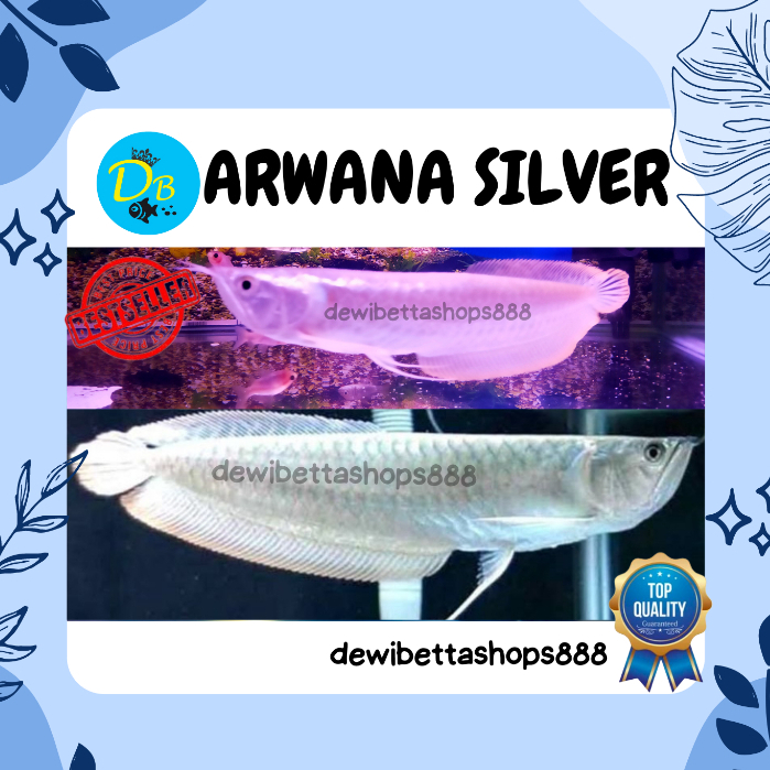 ARWANA SILVER - ARWANA SILVER RED BRAZIL