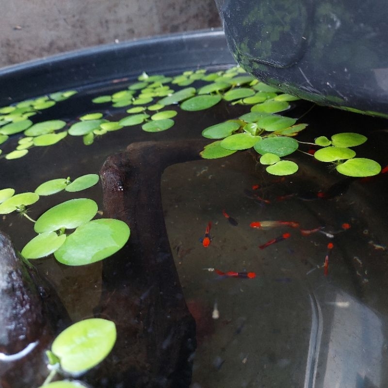 GUPPY PRTDE KOI
