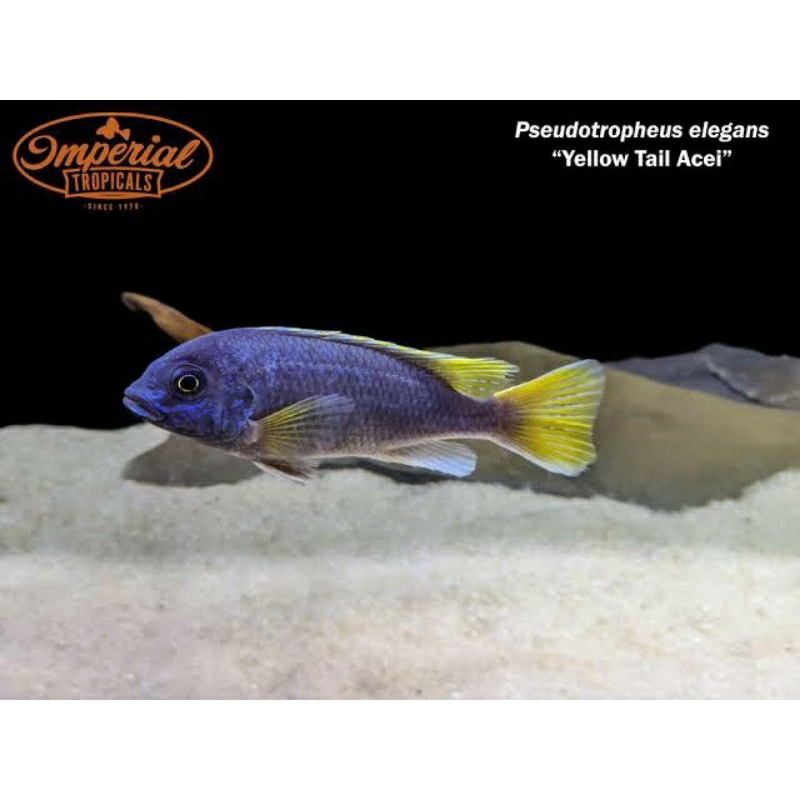 cichlid acei yellow tail 6-7 cm