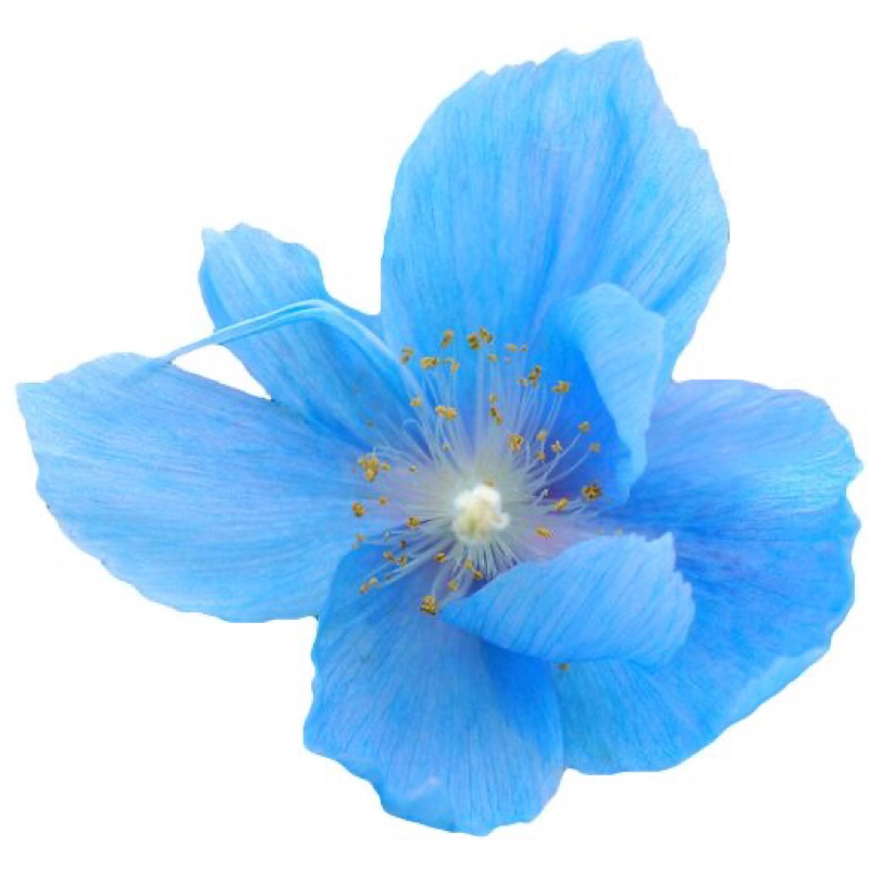 (READ DESC) pc photocard liz ive pob official love dive lodi after like afli pc japan appmus soundwa