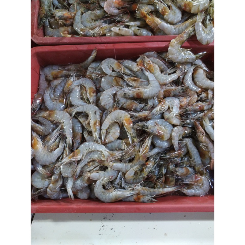 

Udang Segar Semua Ukuran