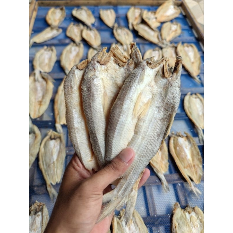 

IKAN ASIN BLOSO / GABUS LAUT 500GR