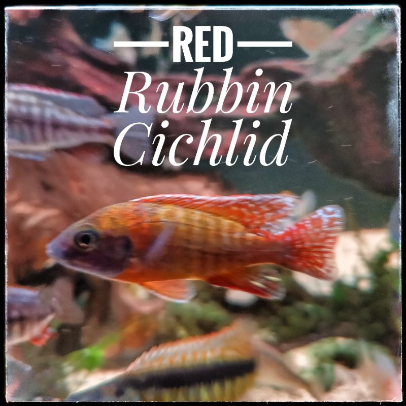 Red Rubbin cichlid