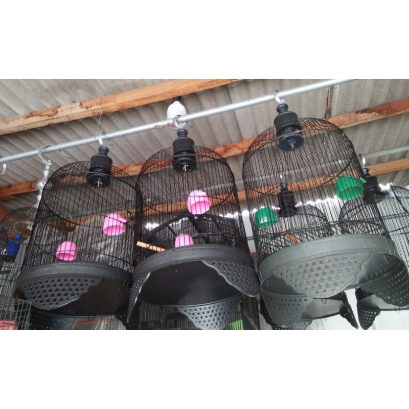 SANGKAR // BURUNG LOVEBIRD panjang & pendek