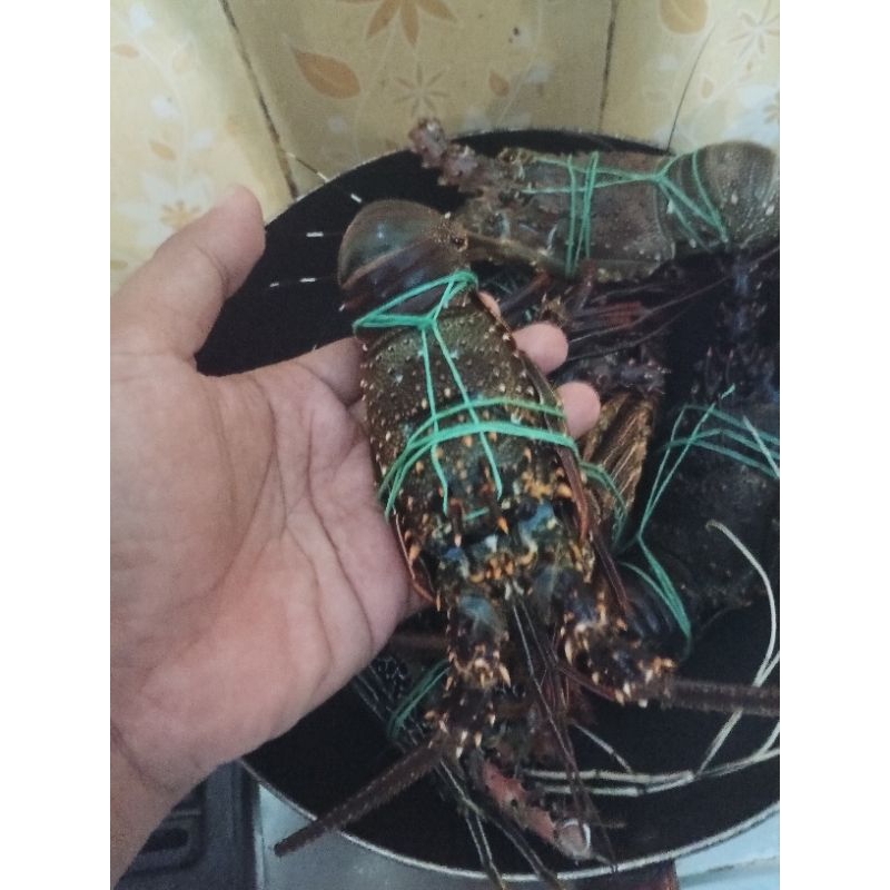 

LOBSTER LAUT / LOBSTER FRESH / LOBSTER BATU / LOBSTER BATU 1KG ISI 6 - 7