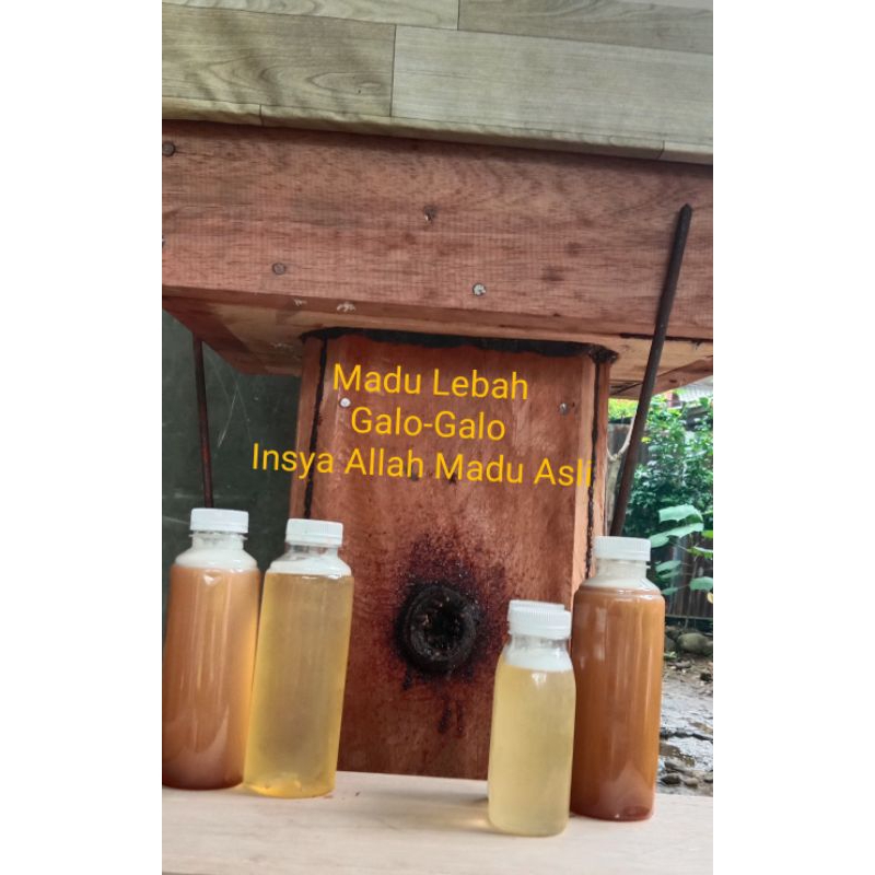 

Madu Lebah Klanceng Galo2/Trigona, lebah tanpa sengat
