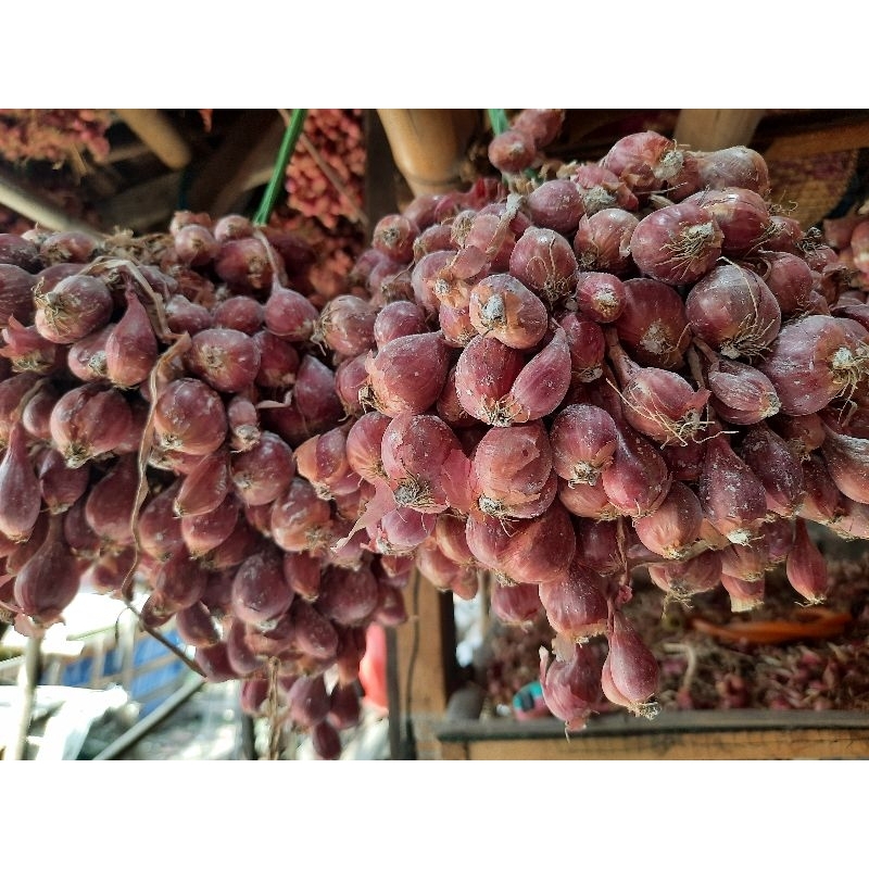 BIBIT BAWANG MERAH BIMA BREBES A1 SIAP TANAM DAN TUMBUH BERSERTIFIKAT DINAS PERTANIAN JATENG  PROMO 