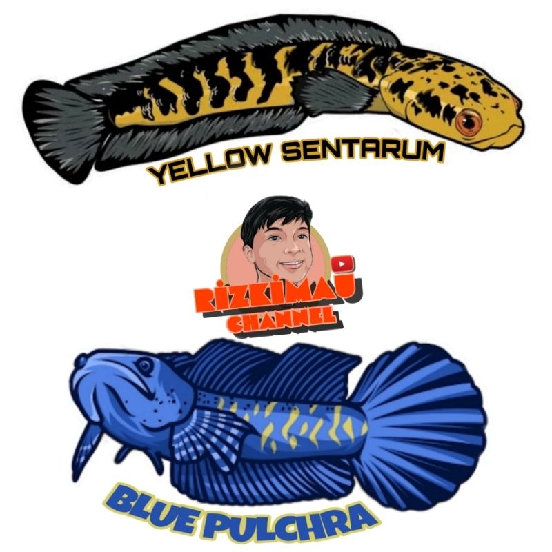 

Sticker ikan channa blue pulchra