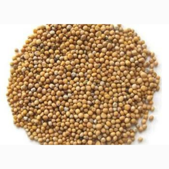 

Bai Jie Zi 白芥子 Biji Sesawi Putih White Mustard Seed 50 Gr