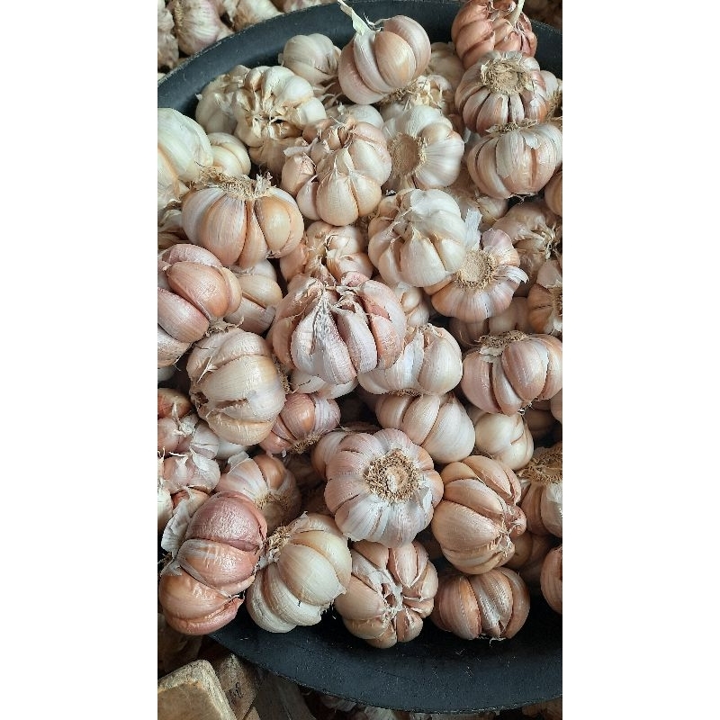 

bawang putih honan 1 kg
