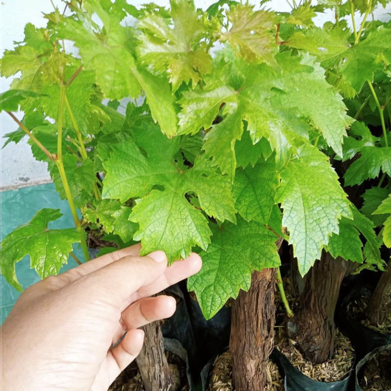 BIBIT ANGGUR BATANG BESAR / JUMBO