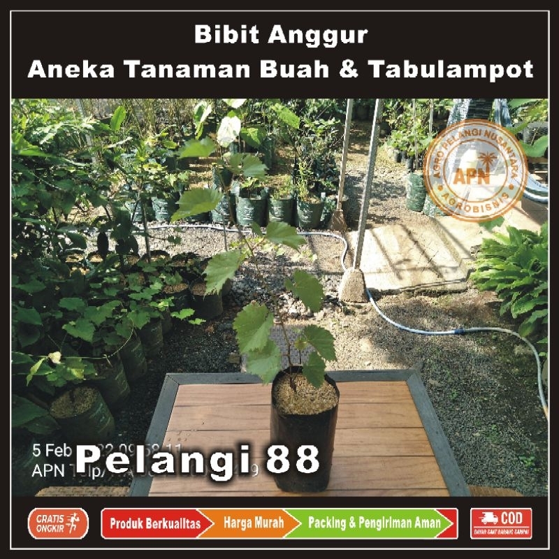 Bibit Anggur , Bibit Buah Anggur , Tanaman Anggur , Bibit Tanaman Buah & Tabulampot , Anggur