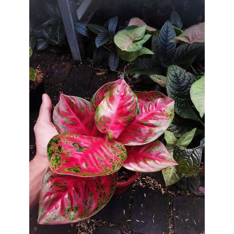 paket 2 Aglonema tanian lokal wulandari dan asrie merah