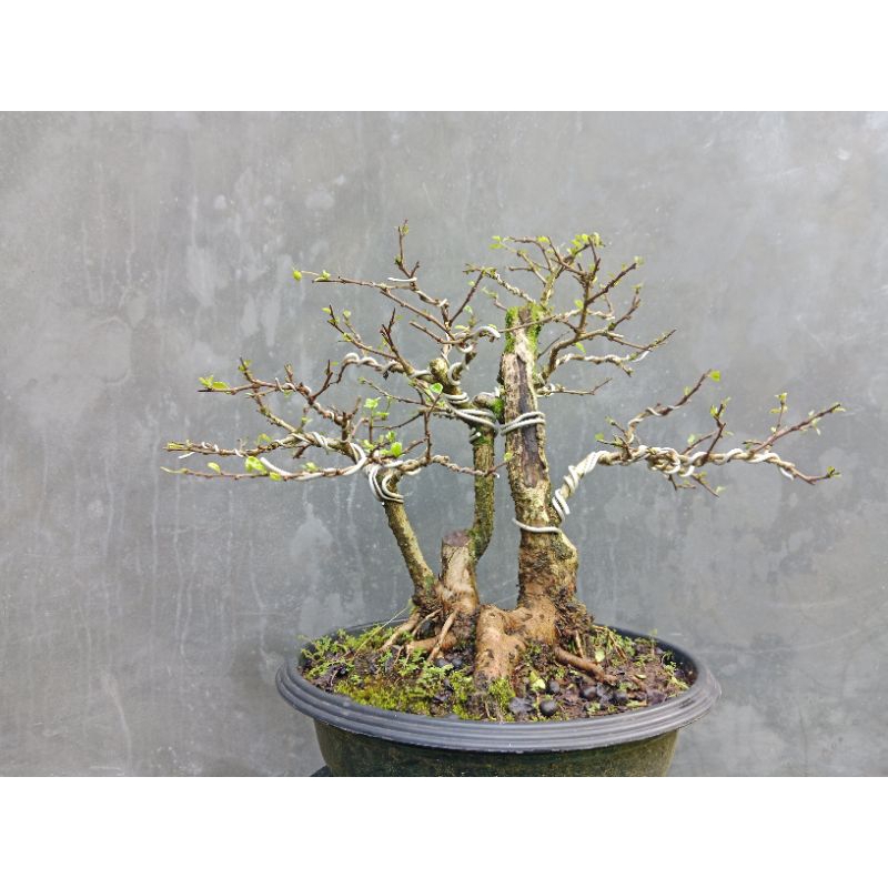 Bonsai Hokiantea | Hokiantea Lokal