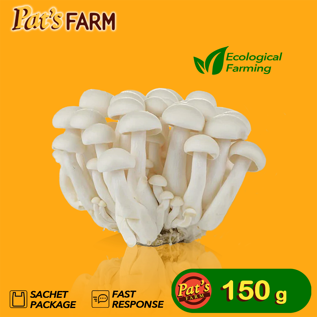 

Jamur Shimeji Putih / White Shimeji Mushroom
