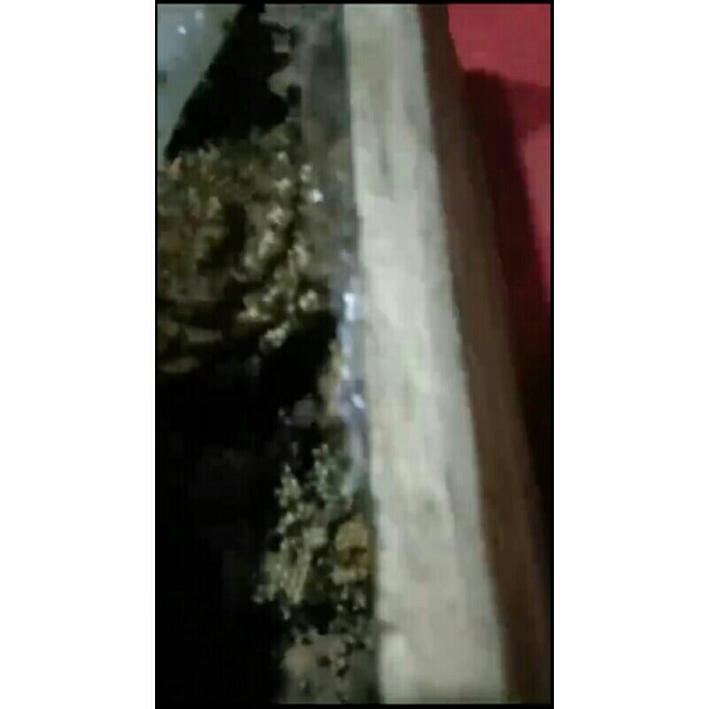 Koloni Klanceng Biroi ( Trigona teuweul )