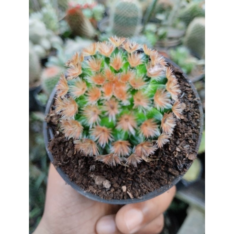 Mammilaria Carmenae Orange