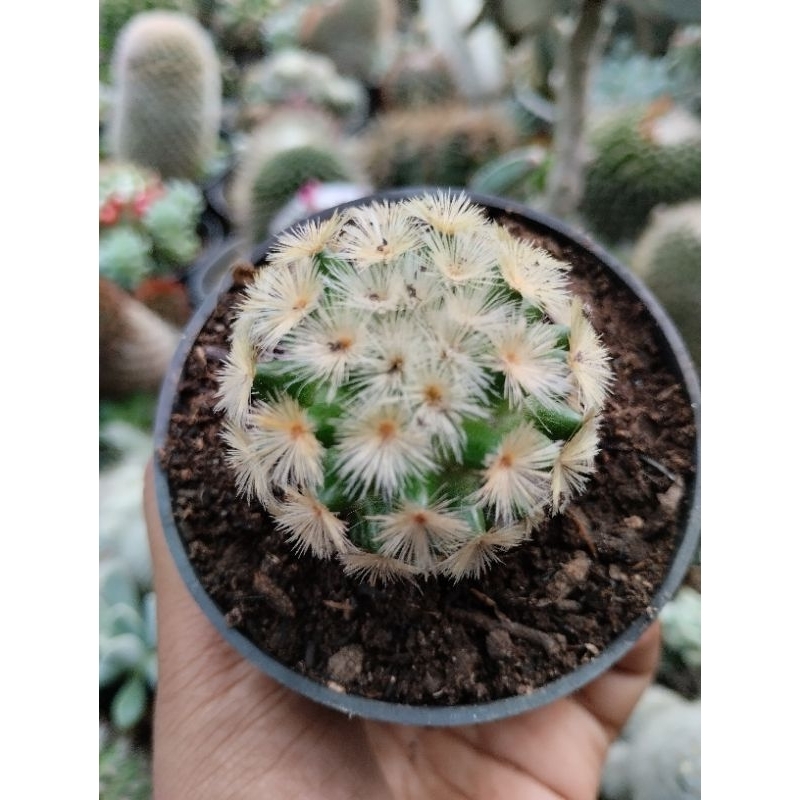 Kaktua Mammillaria Carmenae Kuning Kecil