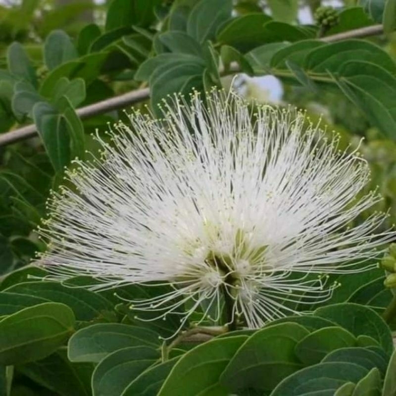 biji bunga kaliandra ISI-+150 bunga putih