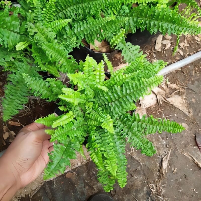 Tanaman hias pakis boston hijau daun keriting curly / pohon hias pakis boston keriting