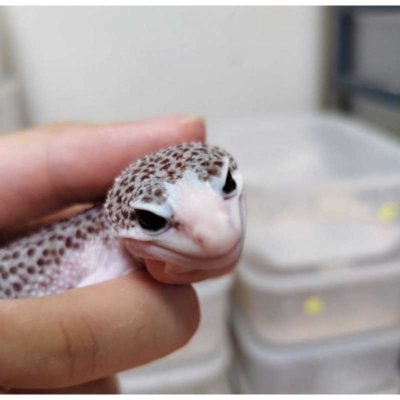 Leopard gecko Pied minus ekor (Free Kalsium dan dubia)