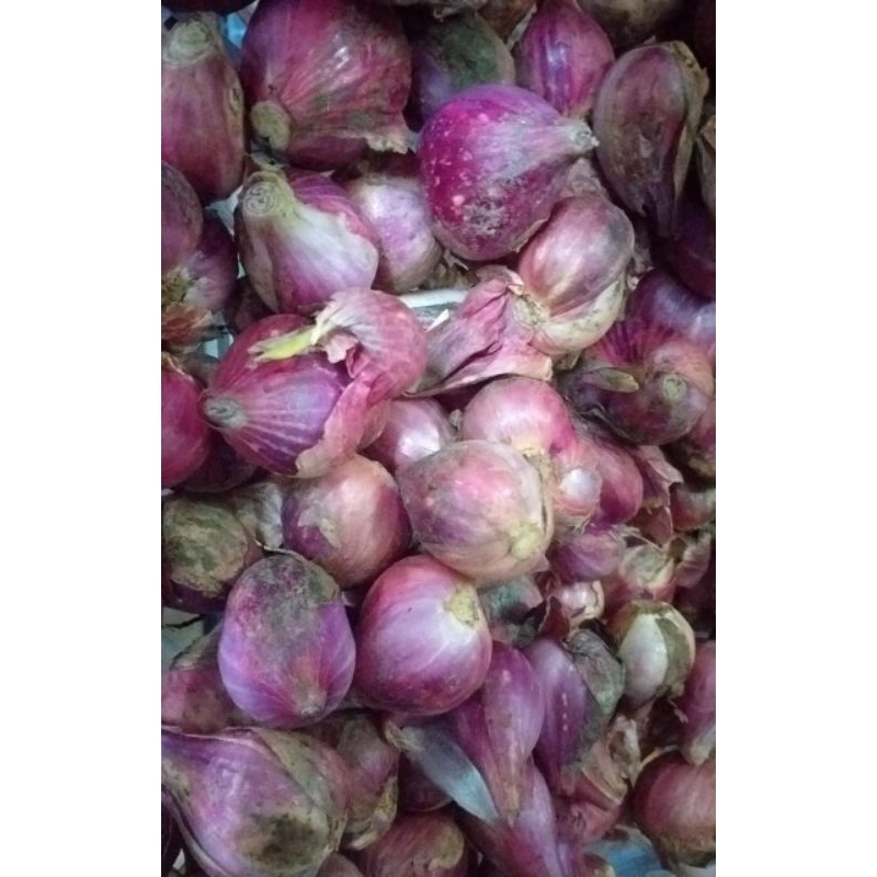 

bawang merah brebes