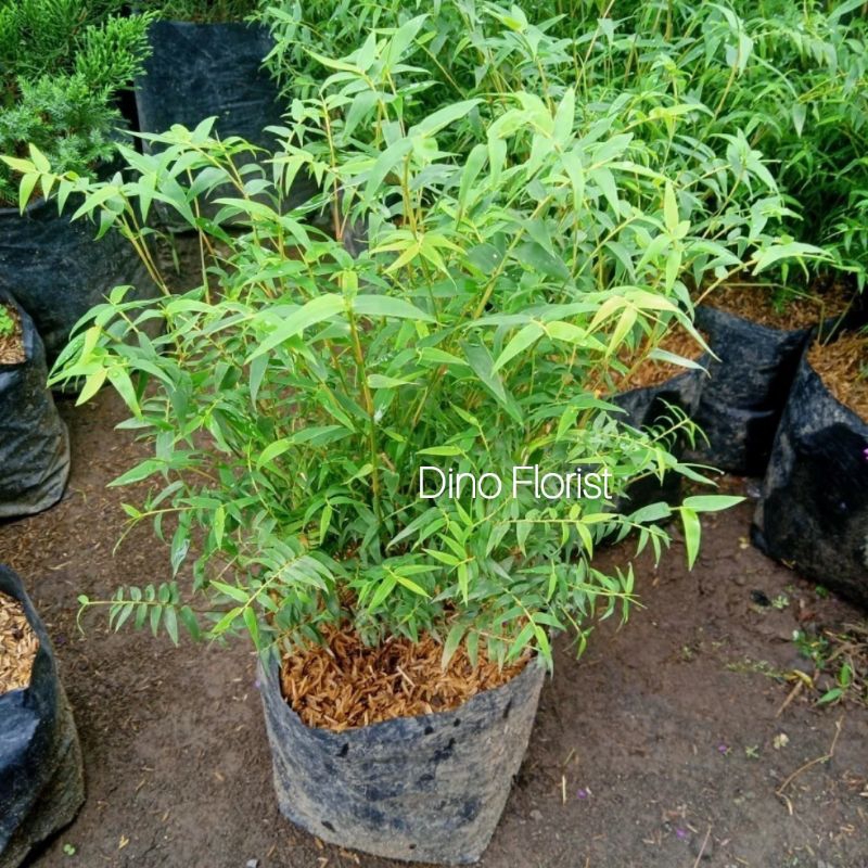 Tanaman Hias Pohon Bambu Kuning / Bambu Kuning Micro