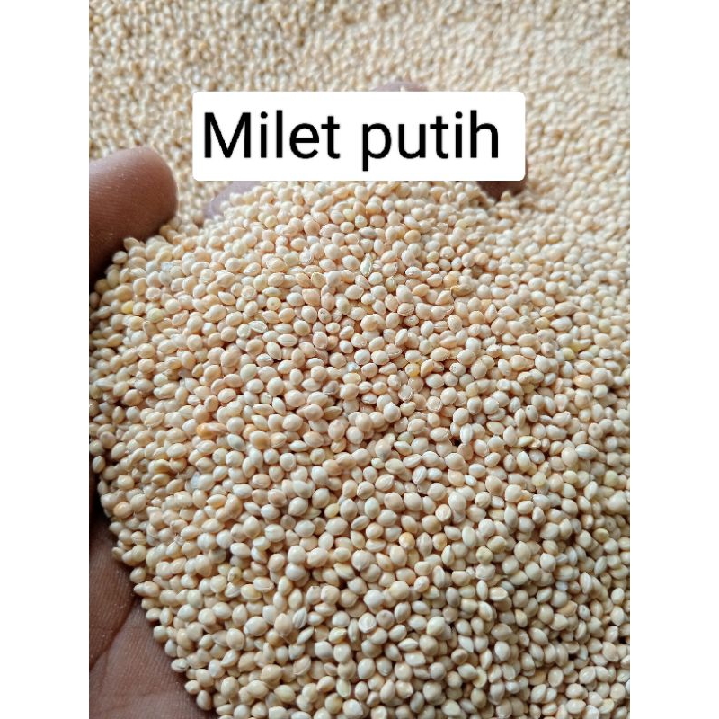 

1 KG BIJI MILET PUTIH BERSIH MERK VITA - Pakan Burung Kenari, Lovebird, Parkit, Gereja, Perkutut, dan Paruh Bengkok