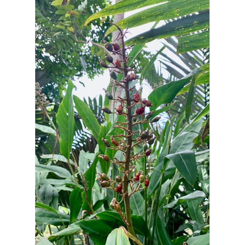 

biji bunga lengkuas tua