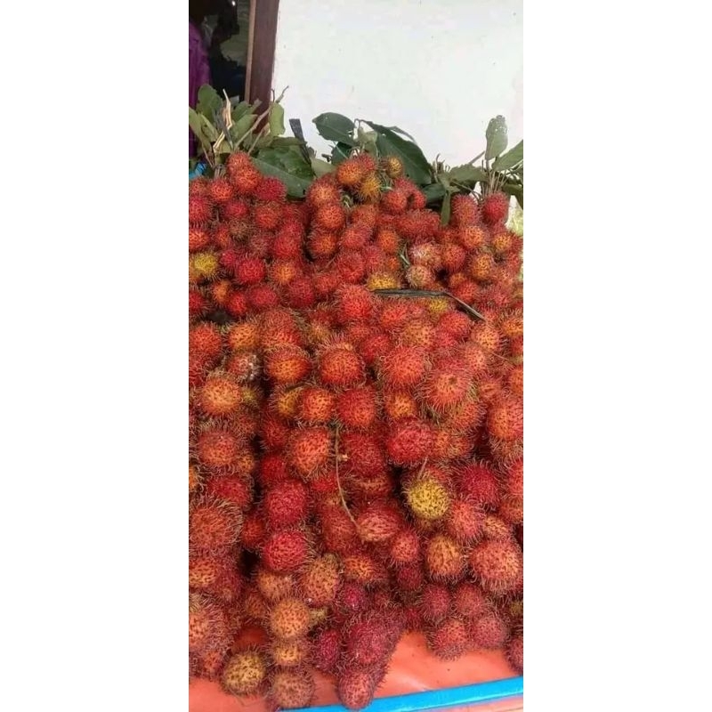 

Buah rambutan per ikat
