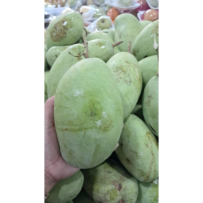 

mangga budiraja|mangga rujak|mangga mentah|mangga budiraja mentah|buah segar|buah segar bandung|nuri fruits|mangga mentah rujak