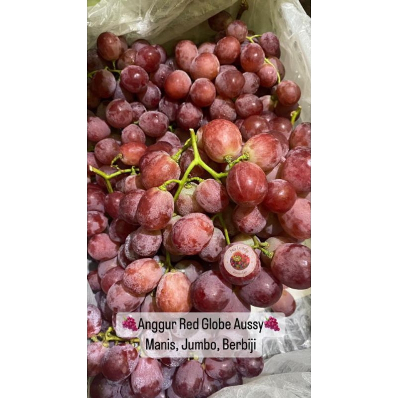 

Anggur Red Globe Ausy