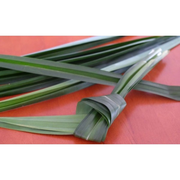 

Daun PANDAN segar. Harga per lembar daun