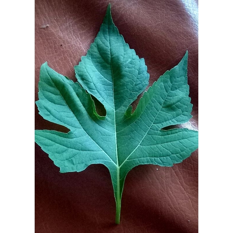 

Daun Insulin Segar/ Obat Penurun Gula Darah 500gr