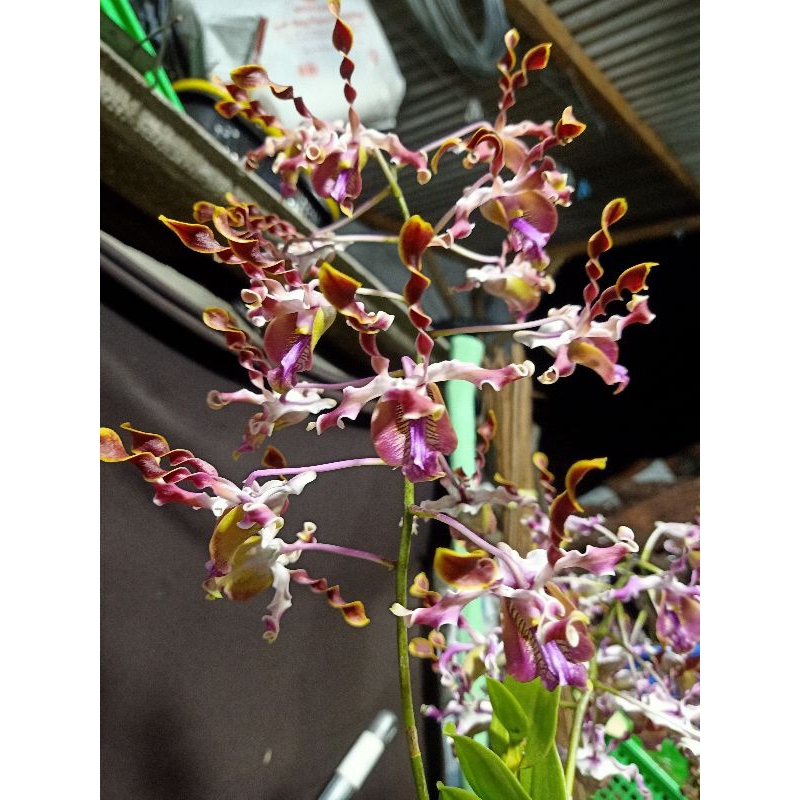 Dendrobium Keriting Berbunga (6)