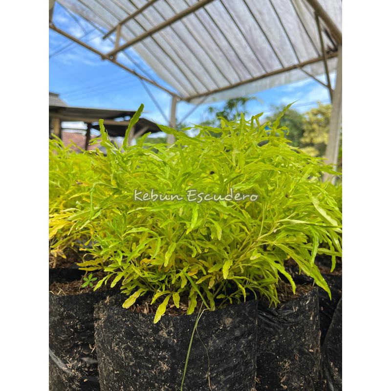 Tanaman Hias Brokoli Kuning / Brokoli Hias