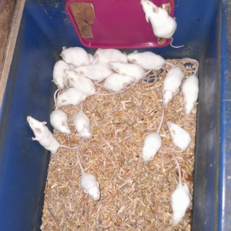 Tikus putih mencit  dewasa