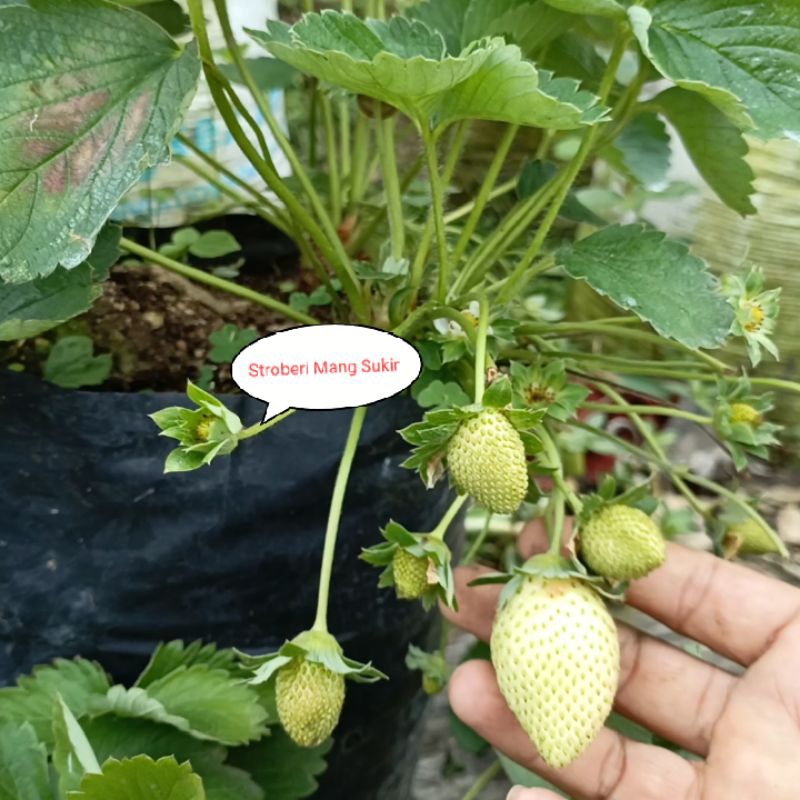 Bibit stroberi Sagahonoka jumbo manis