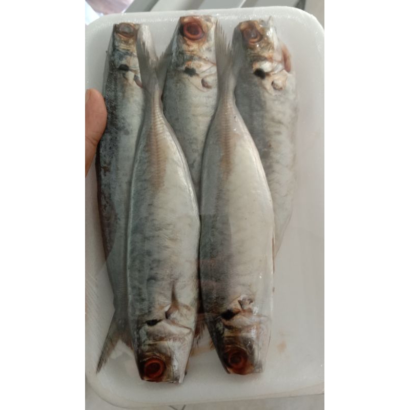 

Ikan sarden
