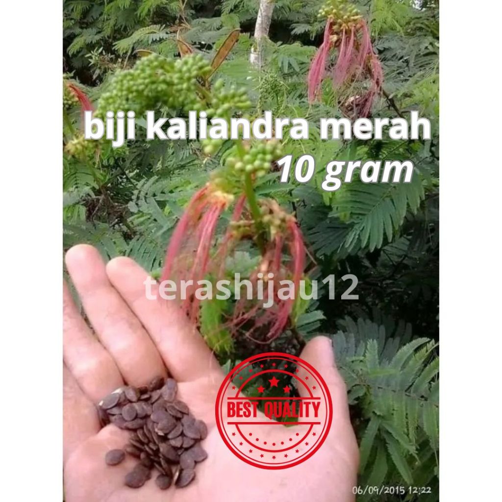 BIJI KALIANDRA PAKAN TERNAK , BIBIT KALIANDRA KUALITAS TERBAIK