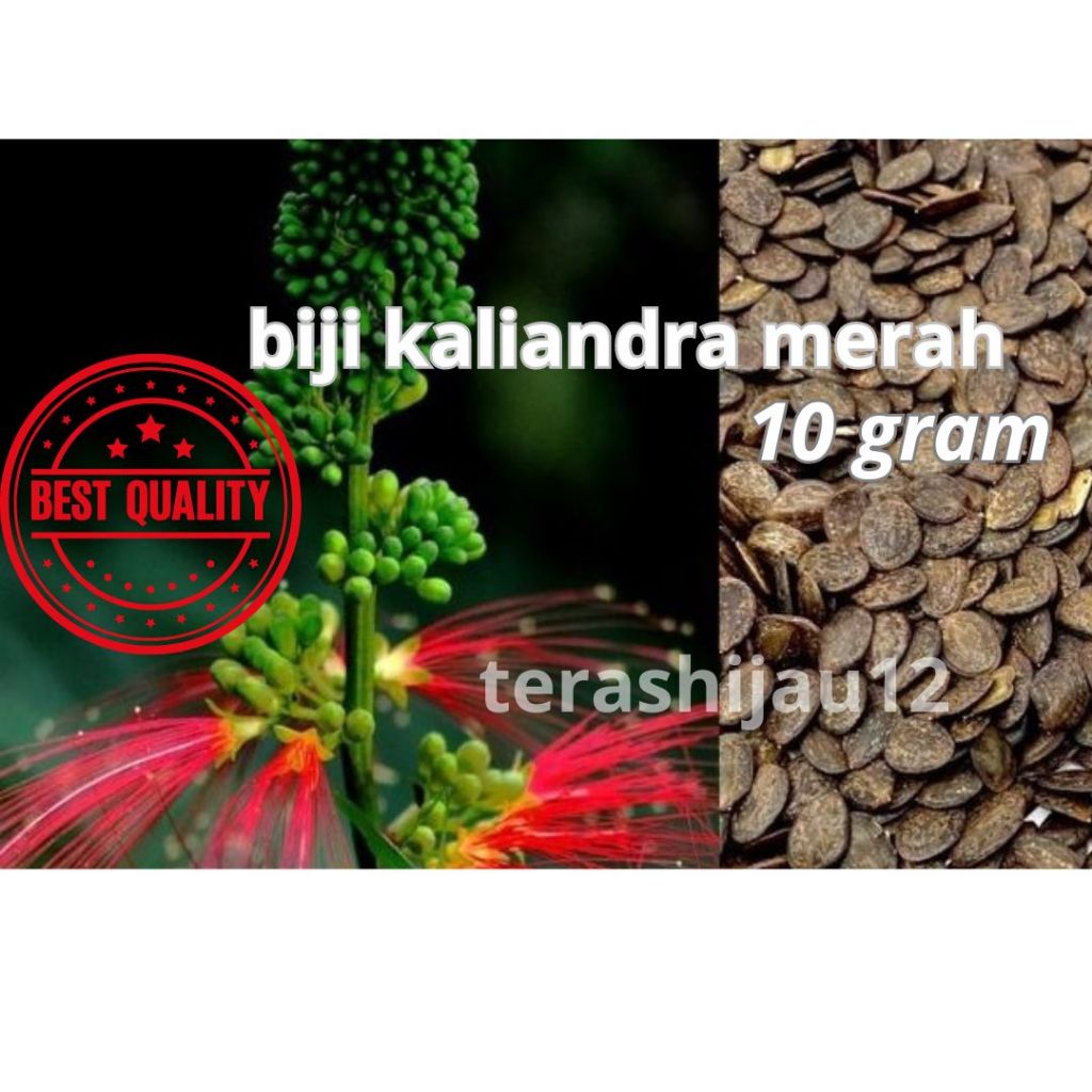 BIJI KALIANDRA MERAH , KALIANDRA PAKAN TERNAK