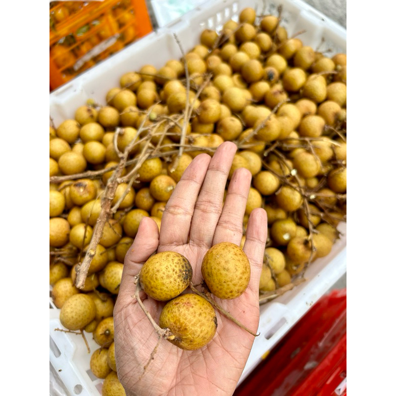 BUAH kelengkeng 1 kg FRESH