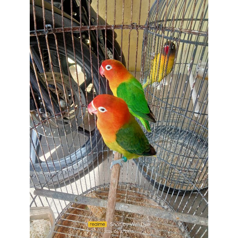 [Instan] Burung Lovebird Biola Dark euwing betina