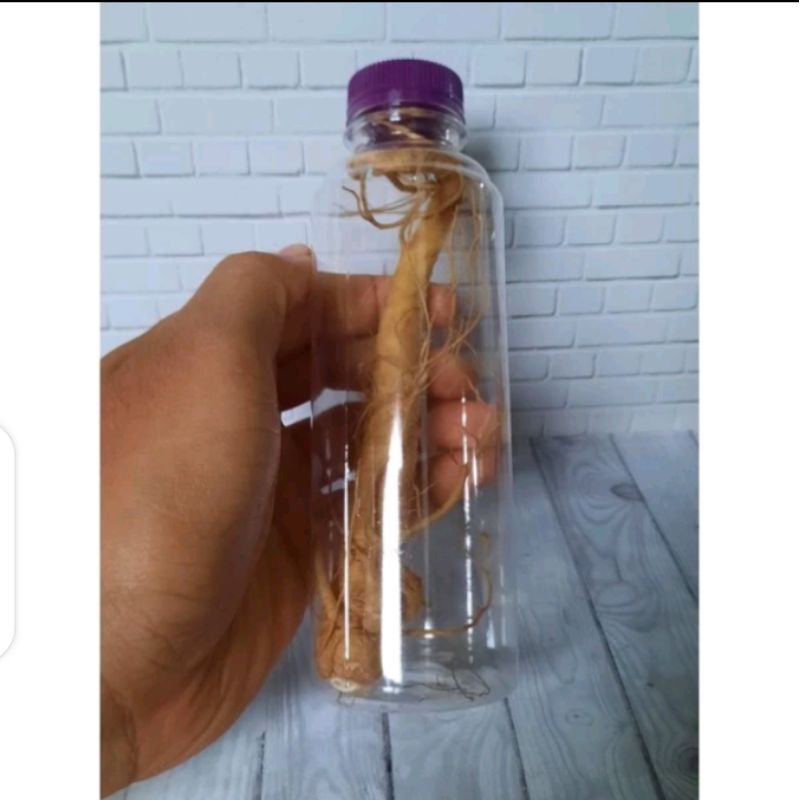 

GINGSENGMERAHGINGSENVMERAHGINGSENGPLUSS MASU ASLI