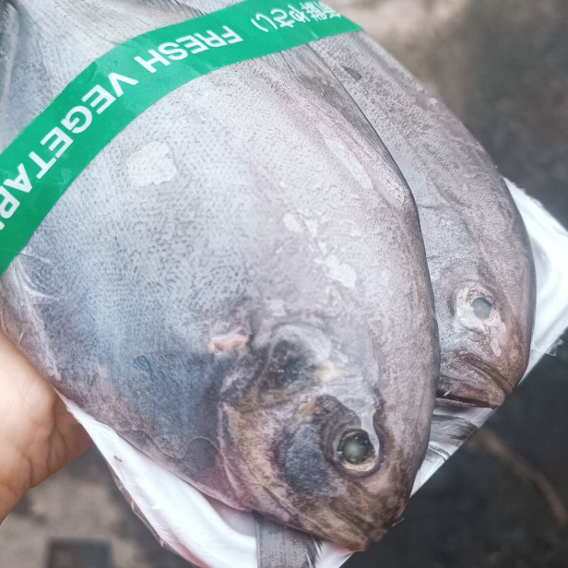 

[SUDAH DISIANG] Ikan Bawal Hitam Bersih Segar Siap Masak Lauk Pontianak