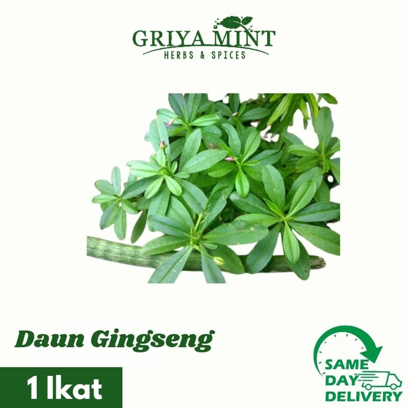 

Daun Gingseng Fresh 1 Ikat