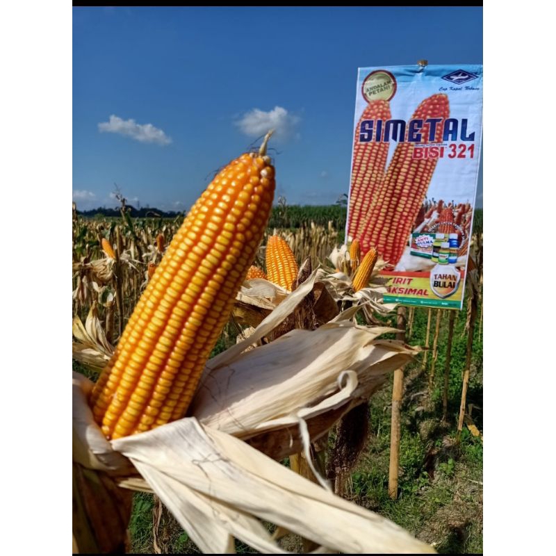 benih jagung hibrida PT. BISI INTERNASIONAL cap kapal terbang, kemasan 1 kg. MACHO 235, MASKOT 234, 