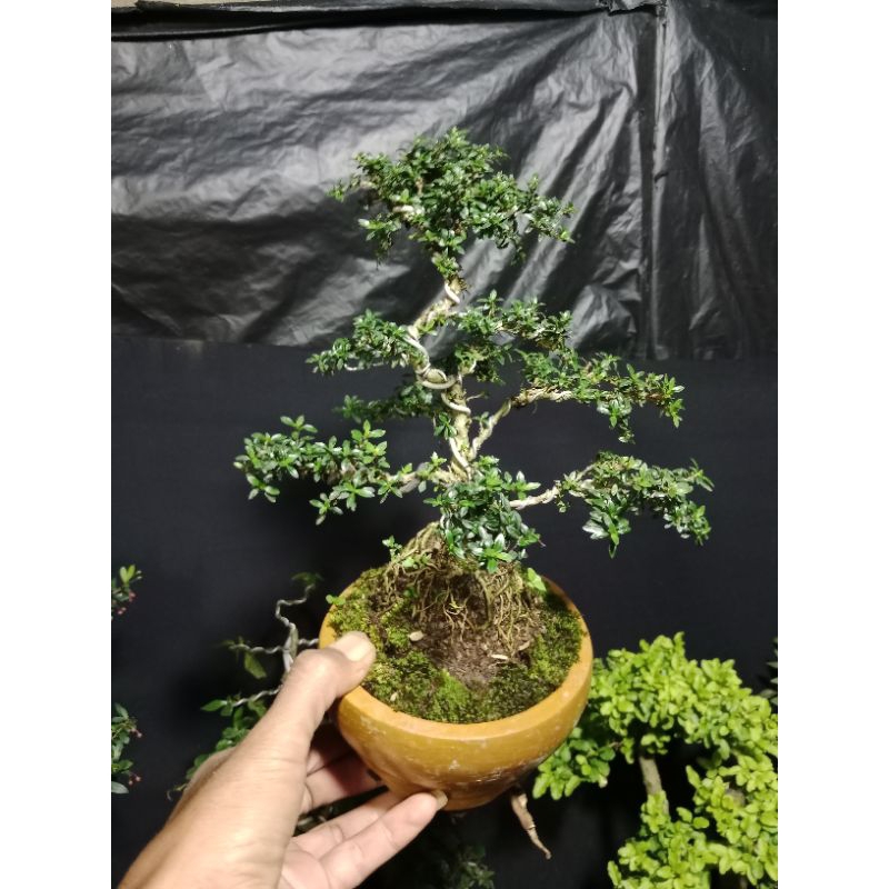 bonsai melati jepang