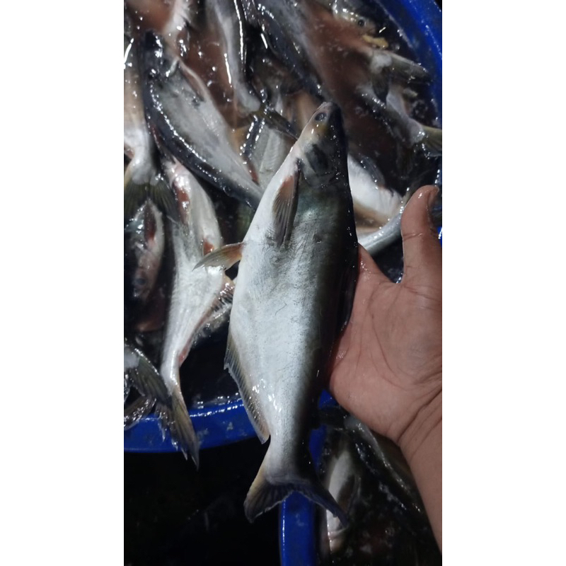 

Ikan Patin Segar FREE DIBERSIHKAN 1 Kg