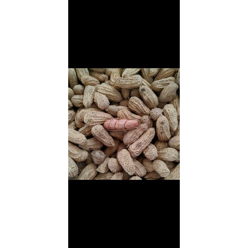 

Kacang Sangrai